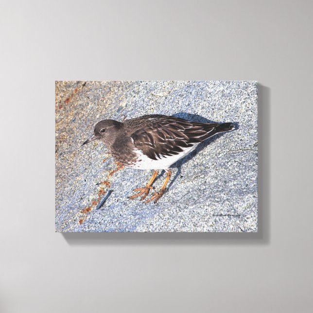 Stunning Black Turnstone Shorebird on the Rock Canvas Print (Front)