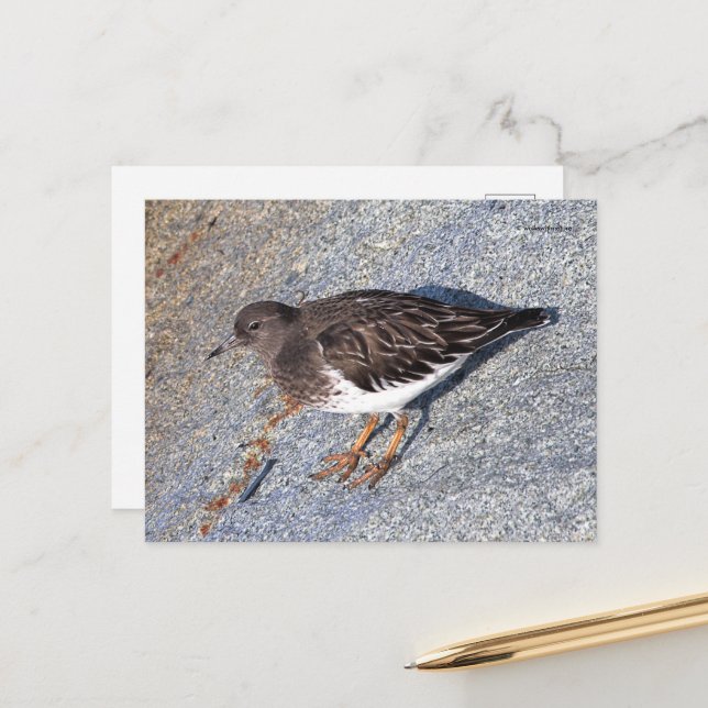 Stunning Black Turnstone Shorebird on the Rock Postcard (Front/Back In Situ)