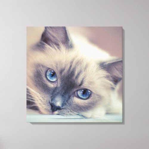 Stunning Blue Eyed Ragdoll Cat Canvas Print