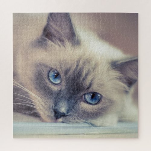 Stunning Blue Eyed Ragdoll Cat Jigsaw Puzzle