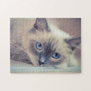 Stunning Blue Eyed Ragdoll‎ Cat Jigsaw Puzzle