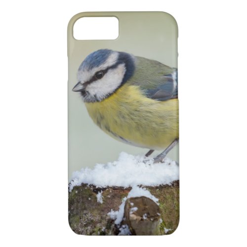 Stunning blue tit wild bird in the snow iPhone 87 case