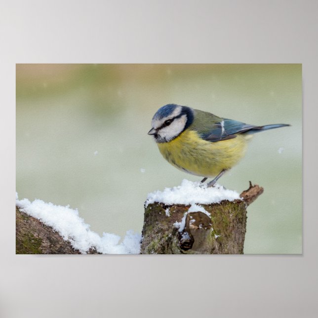 Stunning blue tit wild bird in the snow poster (Front)
