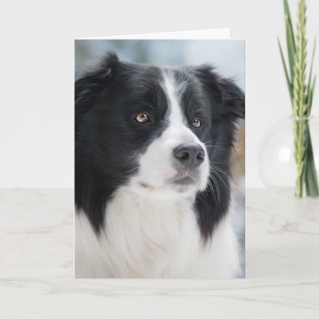 Stunning Border Collie Portrait Letterpress Thank You Card (Front)