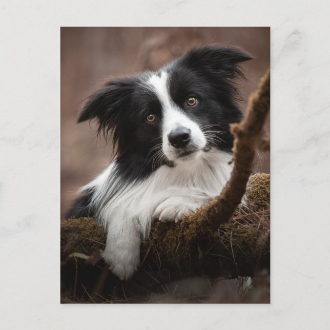 Stunning Border Collie Portrait Postcard (Front)