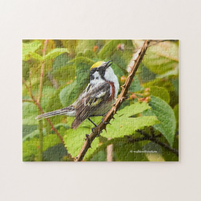 Stunning Chestnut-Sided Warbler Songbird on Branch Jigsaw Puzzle (Horizontal)