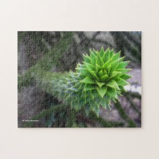 Stunning Chilean Pine Monkey Puzzle Tree