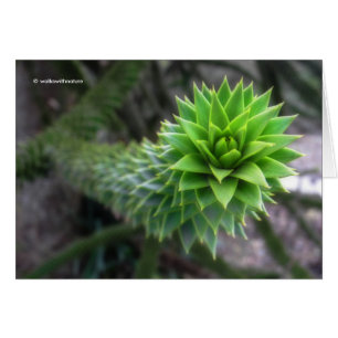 Stunning Chilean Pine Monkey Puzzle Tree Cards