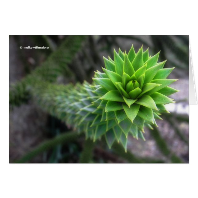 Stunning Chilean Pine Monkey Puzzle Tree Cards (Front Horizontal)