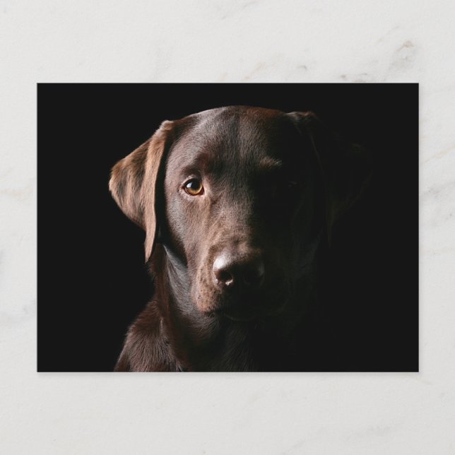 Stunning Chocolate Labrador Postcard (Front)
