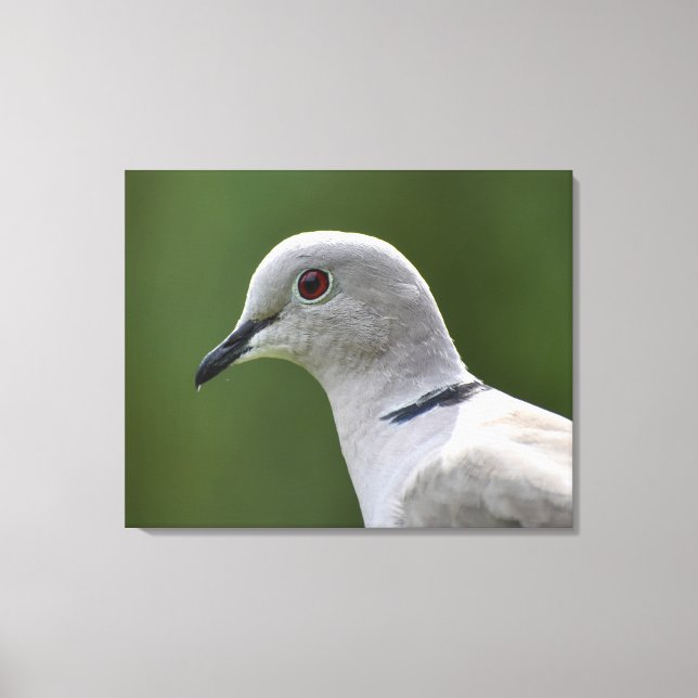 Stunning Collared Dove  Canvas Print (Front)