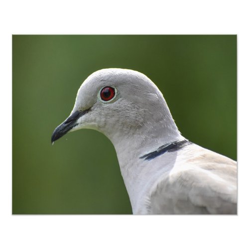 Stunning Collared Dove  Photo Print