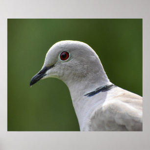 Stunning Collared Dove Poster