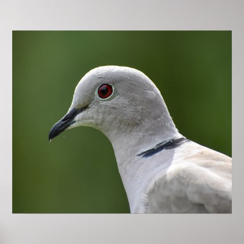Stunning Collared Dove  Poster