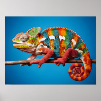 Stunning Colourful Chameleon on a Blue Background Poster