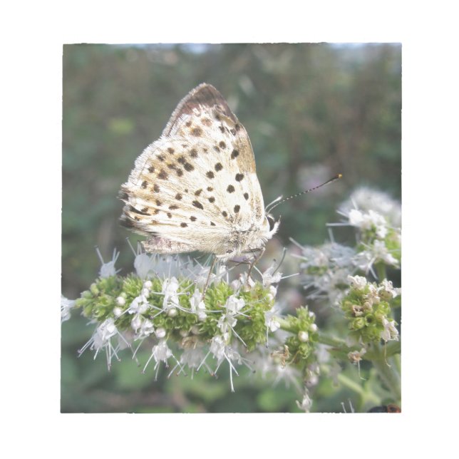 Stunning Cream and Chocolate Butterfly Notepad (Front)