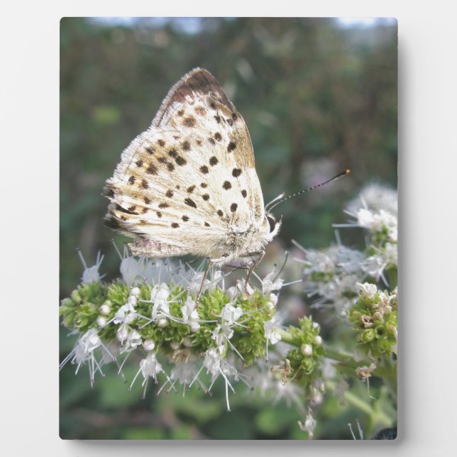 Stunning Cream and Chocolate Butterfly Plaque (Front)