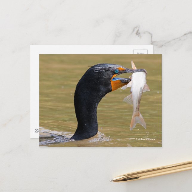 Stunning Double-Crested Cormorant Bird with Fish Postcard (Front/Back In Situ)