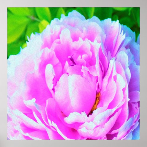 Stunning Double Pink Peony Flower Detail Poster
