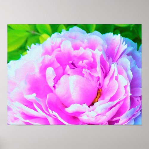 Stunning Double Pink Peony Flower Detail Poster