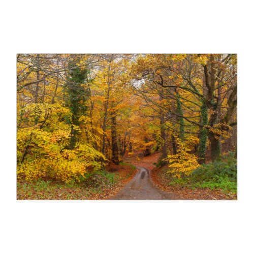 Stunning English autumn forest colors with path Acrylic Print