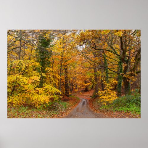 Stunning English autumn forest colours with path Poster