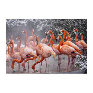 Stunning Flamingos Photo Acrylic Print