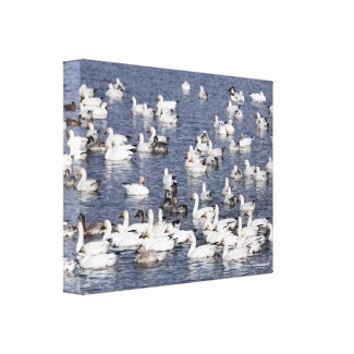 Stunning Flock of Snow Geese at the Beach
