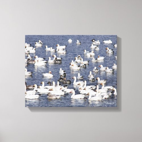 Stunning Flock of Snow Geese at the Beach Canvas Print