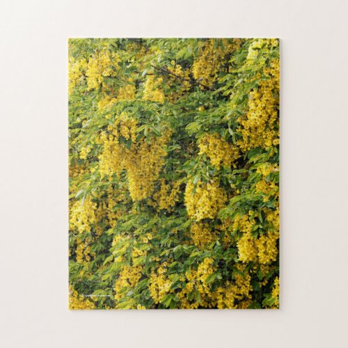 Stunning Golden Chain  Laburnum Tree Jigsaw Puzzle