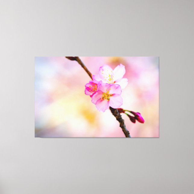 Stunning Group Of Sakura Flowers In Spring Canvas Print (Front)