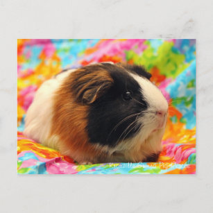 Stunning Guinea Pig Postcard