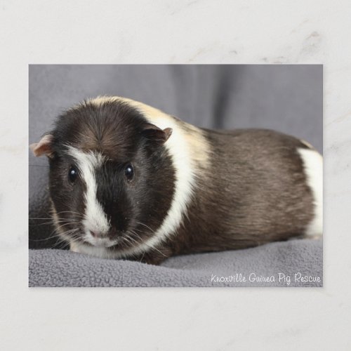Stunning Guinea Pig Postcard