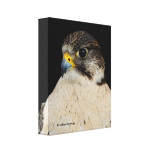 Stunning Gyrfalcon Saker Hybrid Falcon Canvas Print