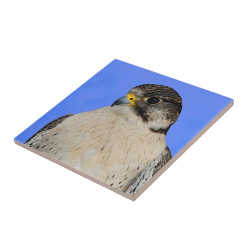 Stunning Gyrfalcon Saker Hybrid Falcon Ceramic Tile