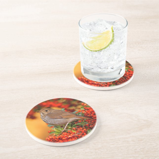 Stunning Hermit Thrush Songbird on Berry Bush Coaster (Side)