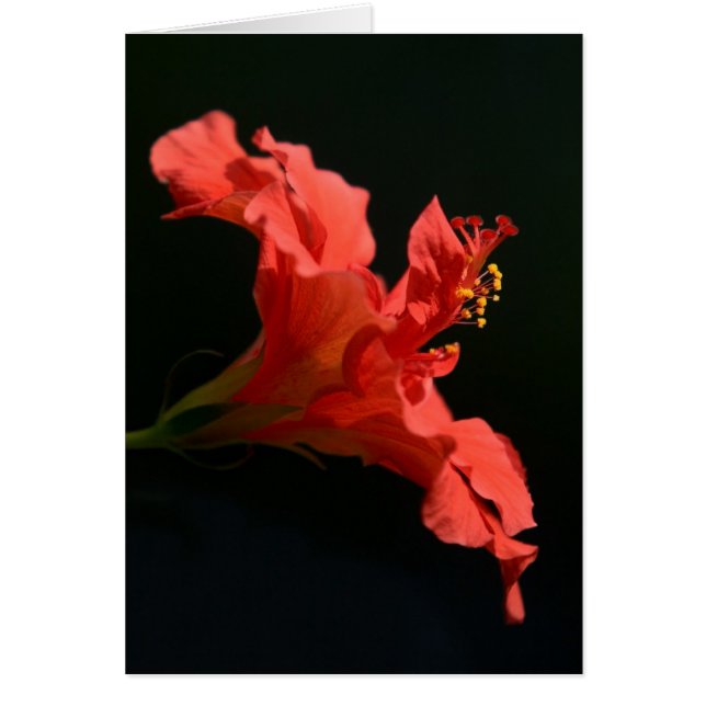 Stunning Hibiscus Flower Cards (Front)