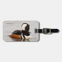 Stunning Hooded Merganser Duck at the Pond