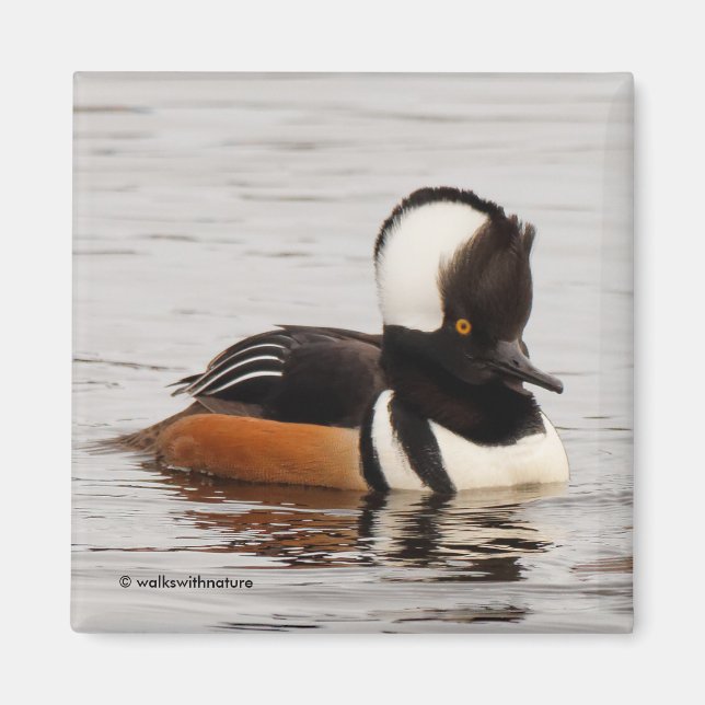 Stunning Hooded Merganser Duck at the Pond Magnet (Front)