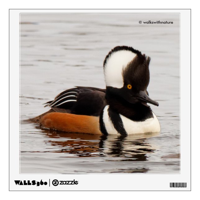 Stunning Hooded Merganser Duck at the Pond Wall Sticker (Front)