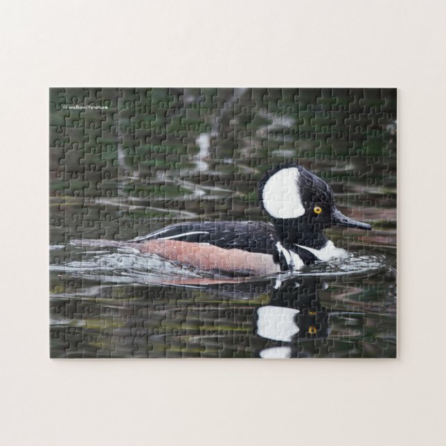 Stunning Hooded Merganser Duck in Pond Jigsaw Puzzle (Horizontal)