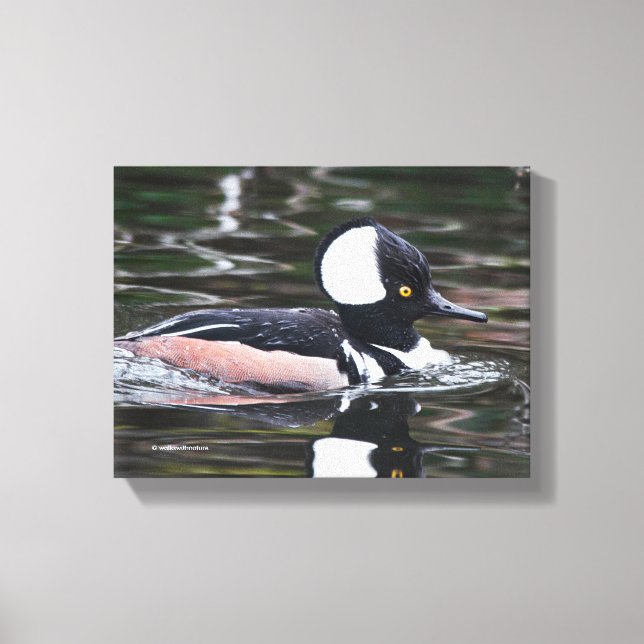 Stunning Hooded Merganser Duck Swims By Canvas Print (Front)