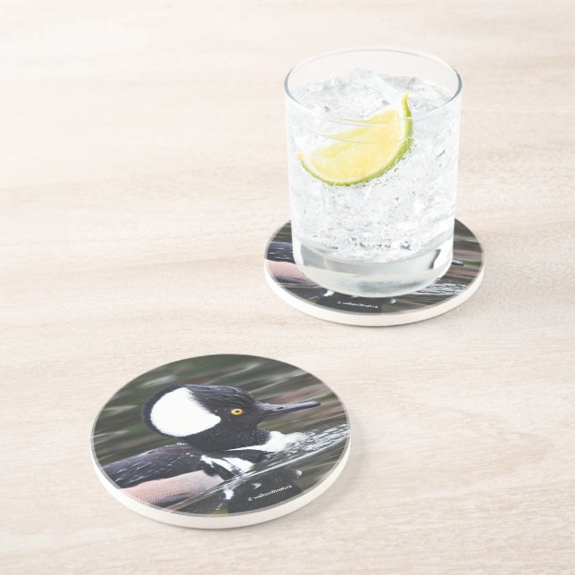 Stunning Hooded Merganser Duck Swims By Coaster (Side)