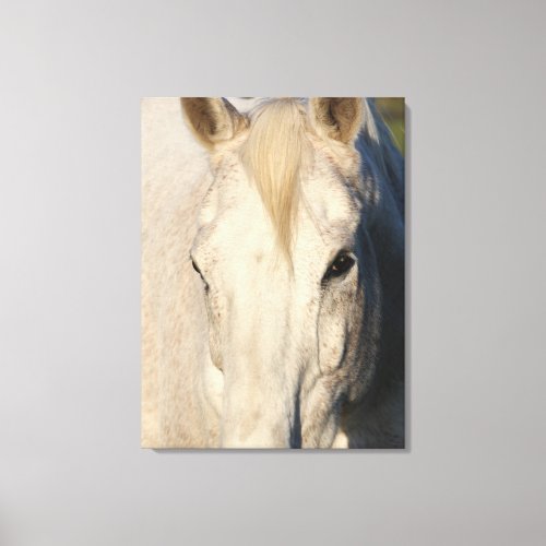 Stunning horse canvas