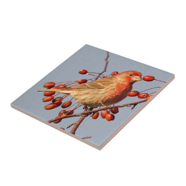 Stunning House Finch with Hawthorn Berries Ceramic Tile (Side)