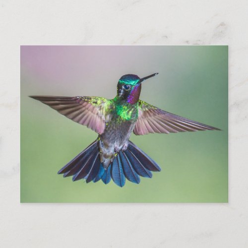 Stunning Hummingbird Flying in Costa Rica Postcard