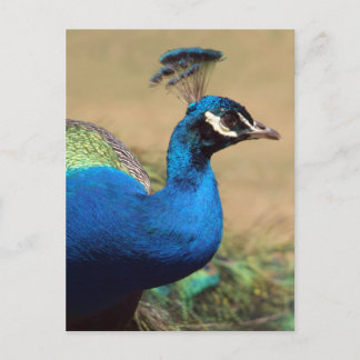 Stunning Indian Peacock Postcard