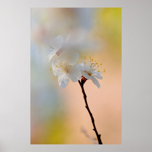 Stunning Japanese Apricot Flowers Poster