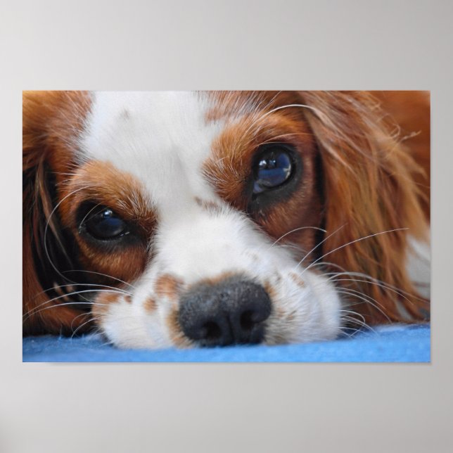 Stunning King Charles Cavalier Poster (Front)