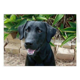 Stunning lab with great message!